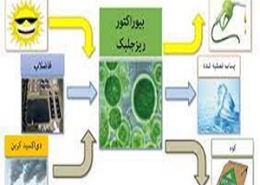 پکیج تصفیه آب خانگی نقش ریز جلبک ها در تصفیه فاضلاب 260x185 - پکیج تصفیه آب خانگی